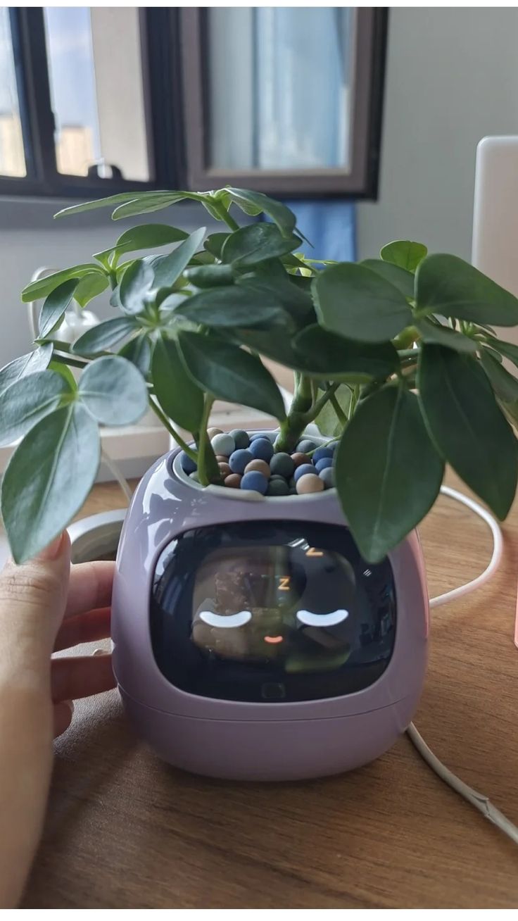 Smart planter robot placed by the window – stylish home decor and functional plant assistant